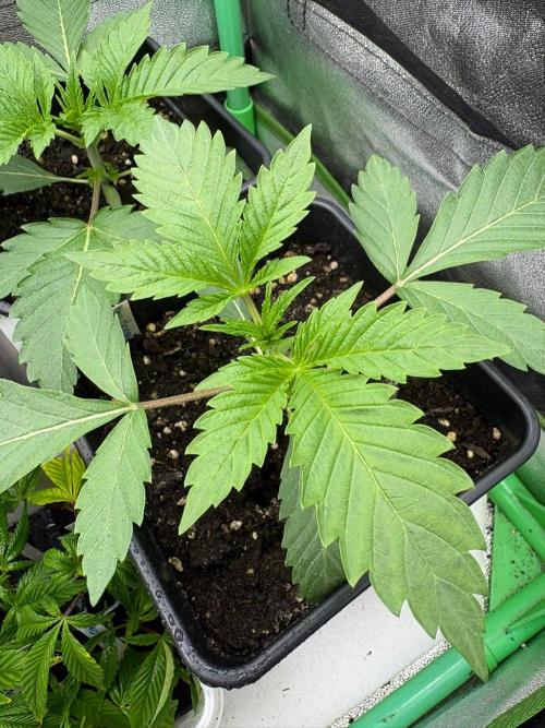 Grow Motion sucht den Super Pheno. Week 3