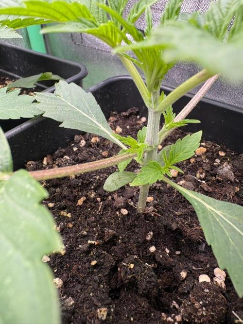 Grow Motion sucht den Super Pheno. Week 3
