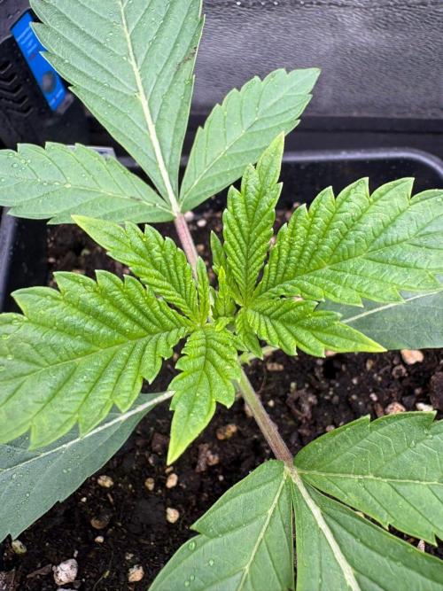 Grow Motion sucht den Super Pheno. Week 3