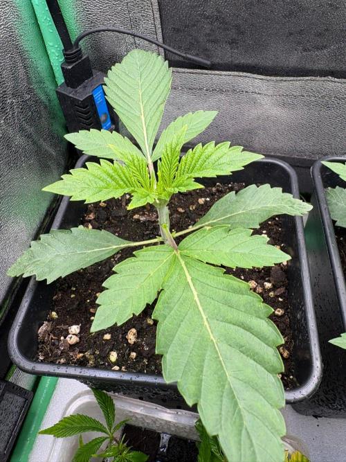 Grow Motion sucht den Super Pheno. Week 3
