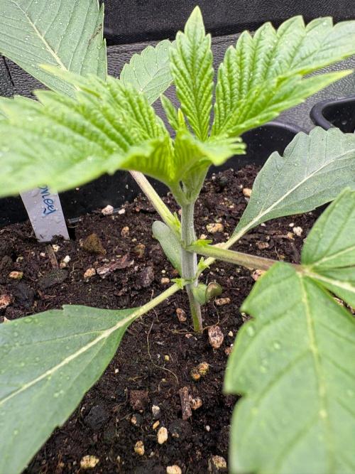 Grow Motion sucht den Super Pheno. Week 3