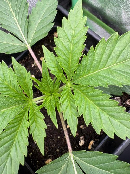 Grow Motion sucht den Super Pheno. Week 3