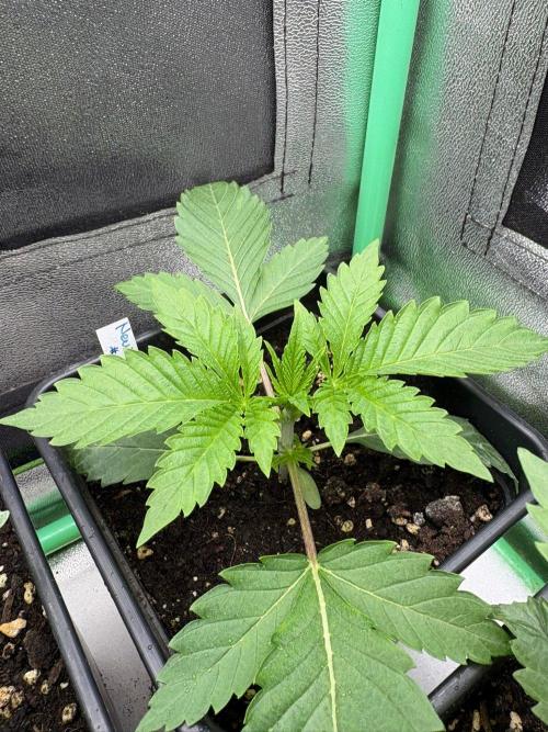 Grow Motion sucht den Super Pheno. Week 3
