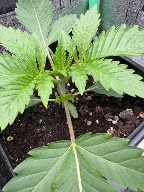Grow Motion sucht den Super Pheno. Week 3