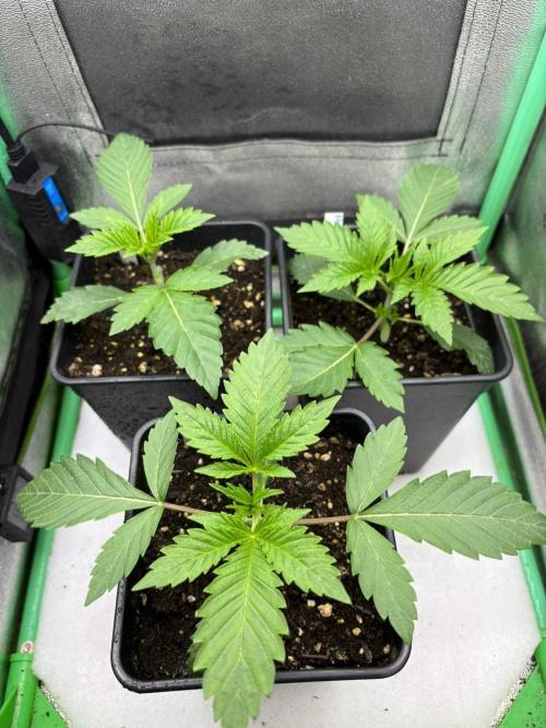 Grow Motion sucht den Super Pheno. Week 3