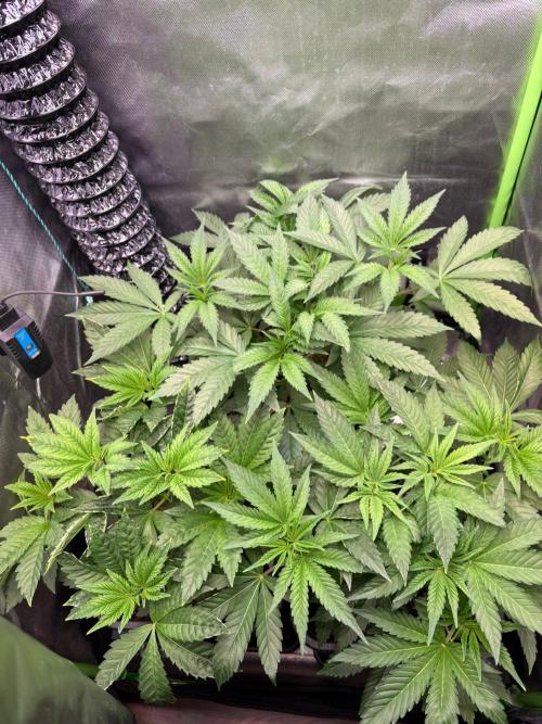 Grow Motion sucht den Super Pheno. Week 6