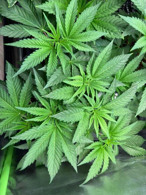Grow Motion sucht den Super Pheno. Week 6