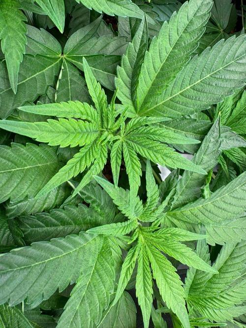 Grow Motion sucht den Super Pheno. Week 6