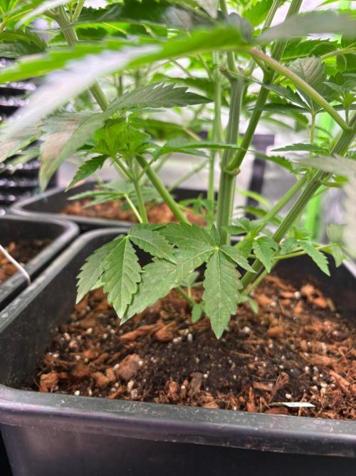 Grow Motion sucht den Super Pheno. Week 6