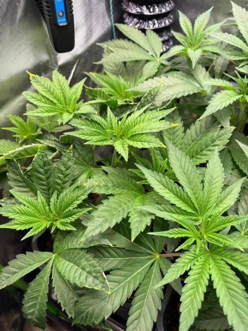 Grow Motion sucht den Super Pheno. Week 6