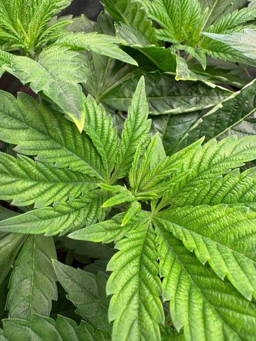Grow Motion sucht den Super Pheno. Week 6