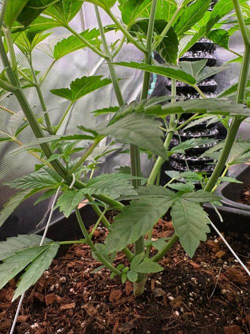 Grow Motion sucht den Super Pheno. Week 6