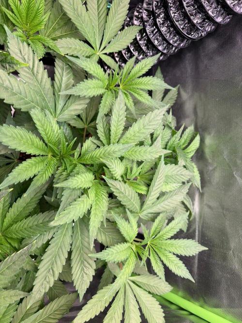 Grow Motion sucht den Super Pheno. Week 6