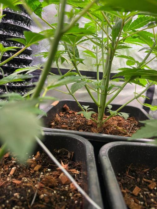 Grow Motion sucht den Super Pheno. Week 6