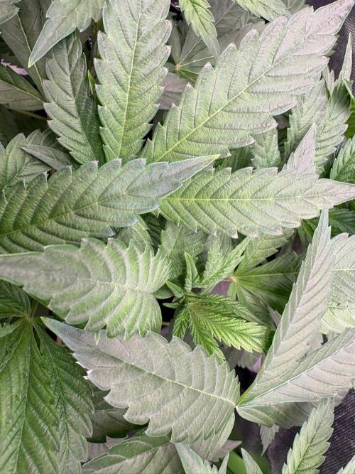 Grow Motion sucht den Super Pheno. Week 6