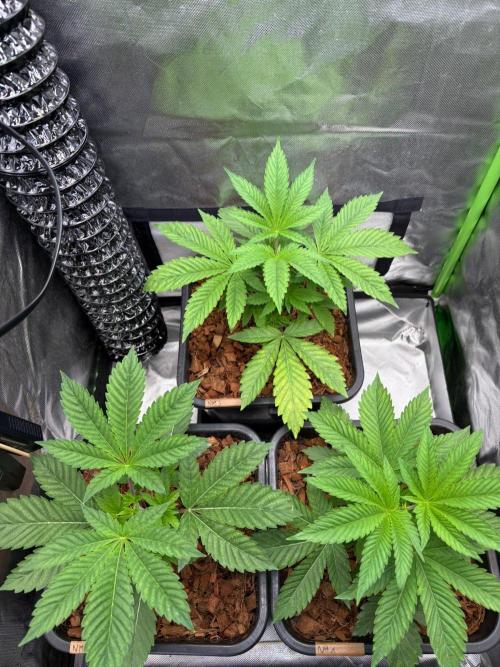 Grow Motion sucht den Super Pheno. Week 5