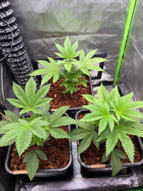 Grow Motion sucht den Super Pheno. Week 5