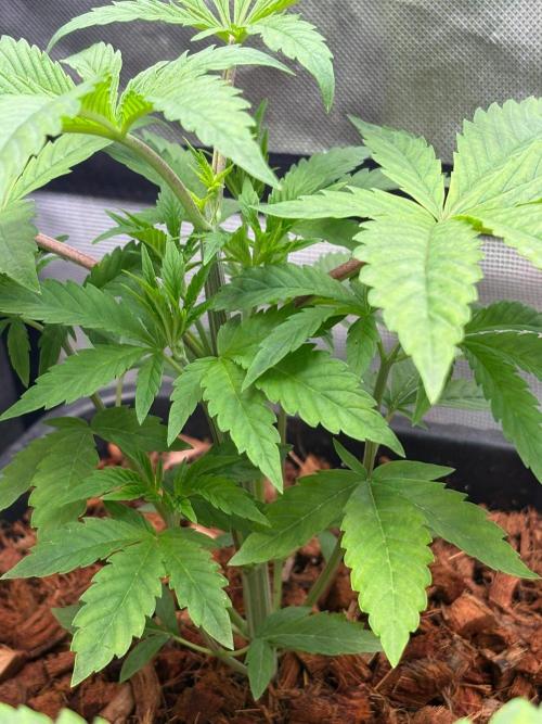 Grow Motion sucht den Super Pheno. Week 5