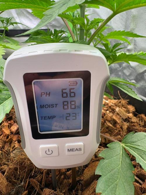 Grow Motion sucht den Super Pheno. Week 5