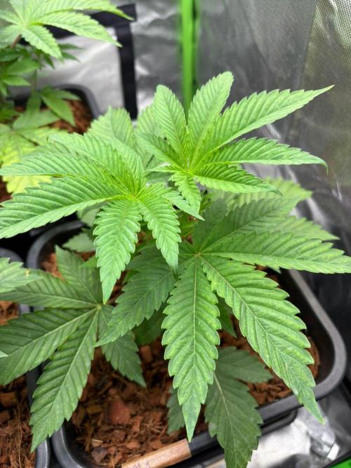 Grow Motion sucht den Super Pheno. Week 5