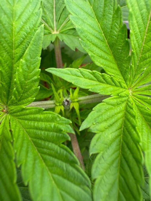 Grow Motion sucht den Super Pheno. Week 5
