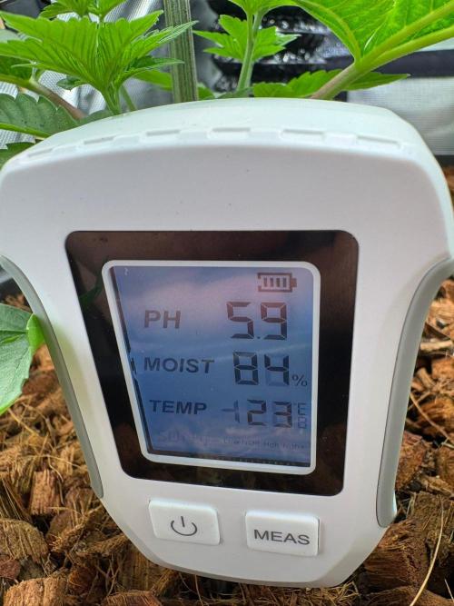 Grow Motion sucht den Super Pheno. Week 5