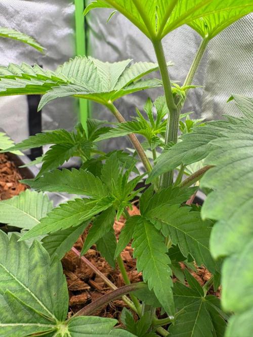 Grow Motion sucht den Super Pheno. Week 5