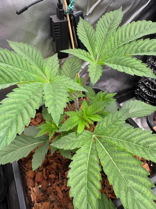 Grow Motion sucht den Super Pheno. Week 5