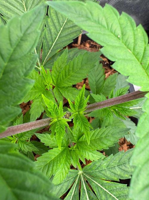 Grow Motion sucht den Super Pheno. Week 5