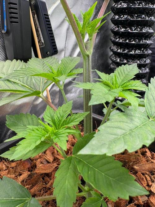 Grow Motion sucht den Super Pheno. Week 5