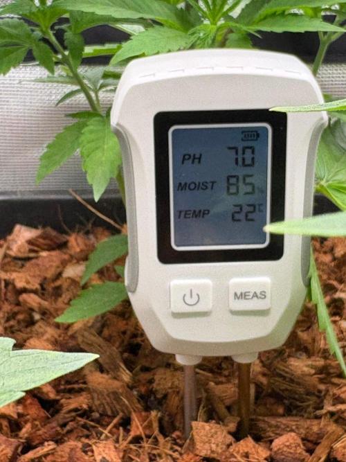 Grow Motion sucht den Super Pheno. Week 5