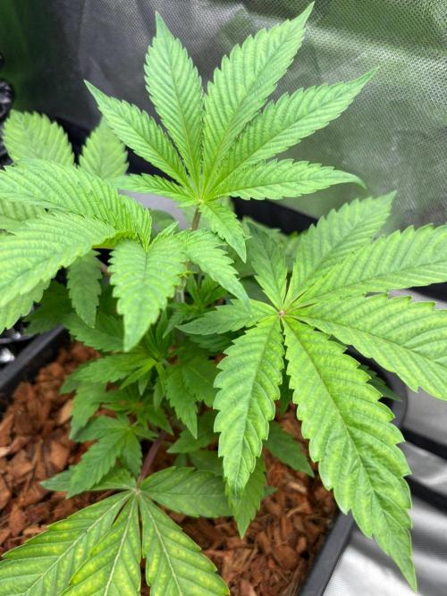 Grow Motion sucht den Super Pheno. Week 5
