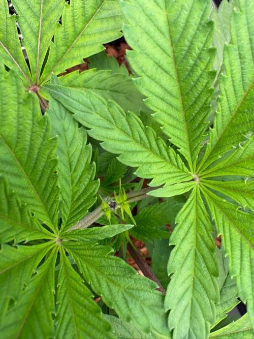 Grow Motion sucht den Super Pheno. Week 5