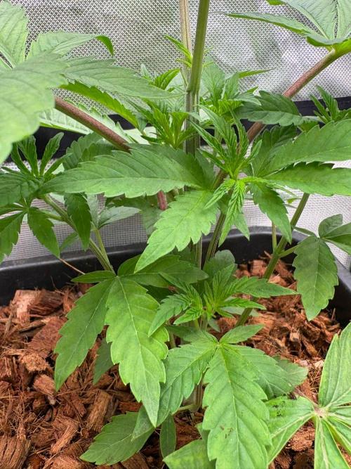 Grow Motion sucht den Super Pheno. Week 5