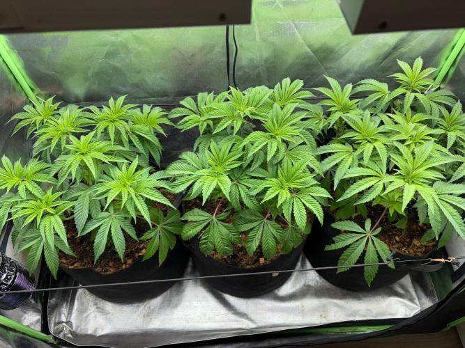 Grow Motion sucht den Super Pheno. Week 7