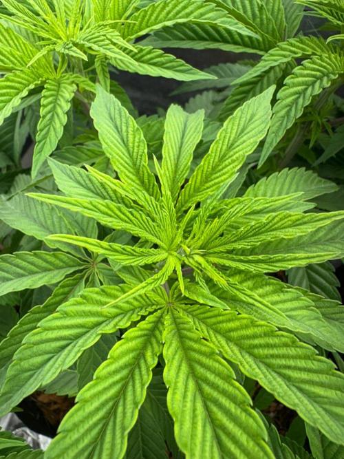 Grow Motion sucht den Super Pheno. Week 7