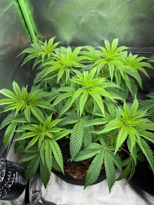 Grow Motion sucht den Super Pheno. Week 7