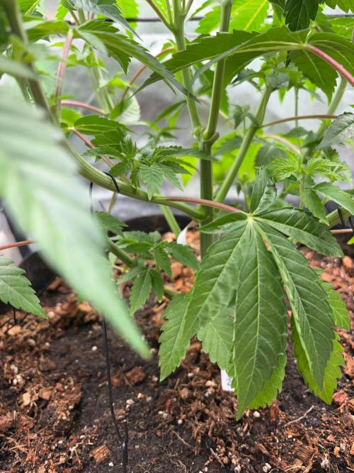 Grow Motion sucht den Super Pheno. Week 7