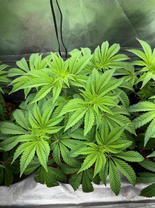 Grow Motion sucht den Super Pheno. Week 7