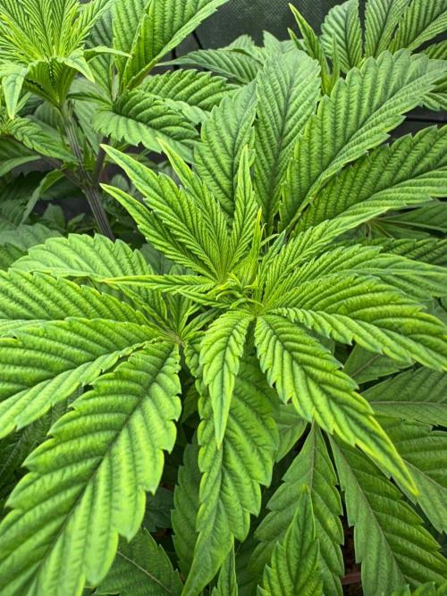 Grow Motion sucht den Super Pheno. Week 7