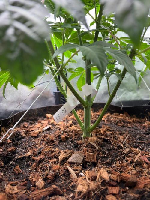 Grow Motion sucht den Super Pheno. Week 7