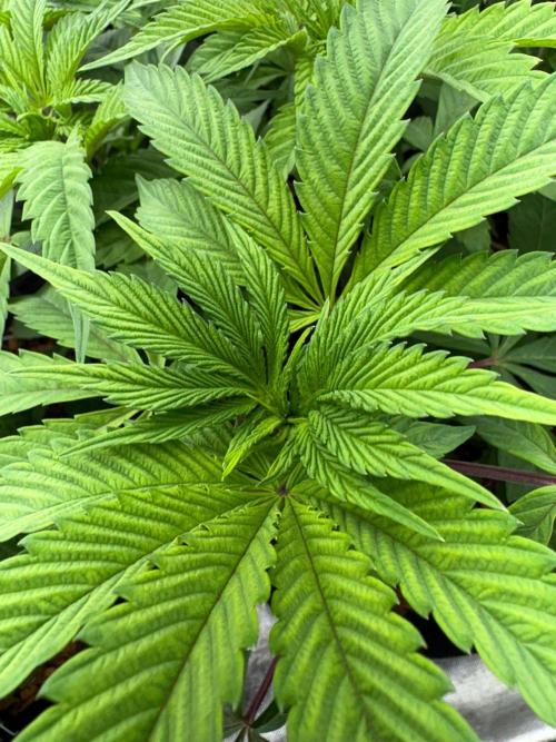 Grow Motion sucht den Super Pheno. Week 7