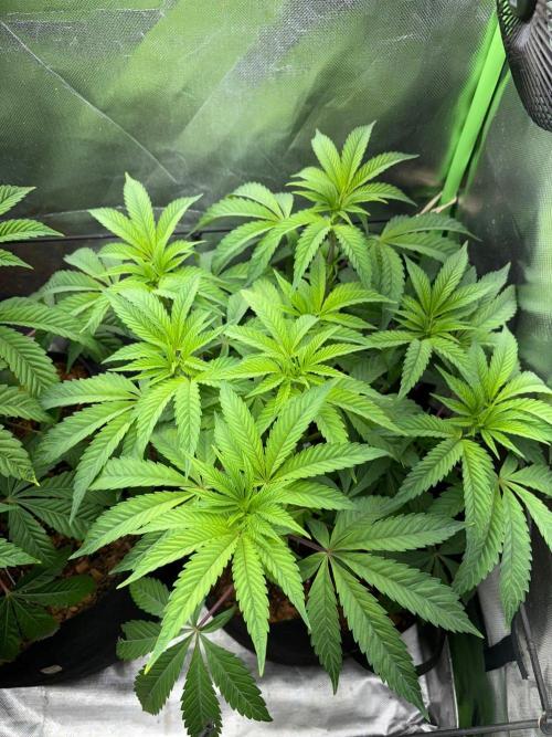 Grow Motion sucht den Super Pheno. Week 7