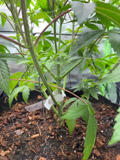 Grow Motion sucht den Super Pheno. Week 7