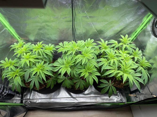 Grow Motion sucht den Super Pheno. Week 7