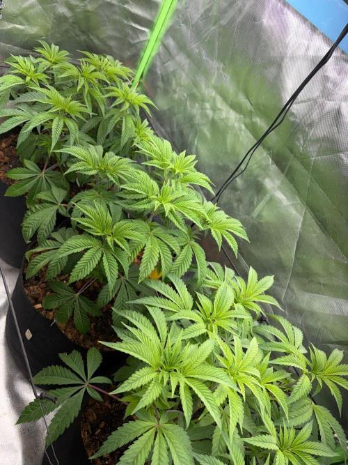Grow Motion sucht den Super Pheno. Week 7