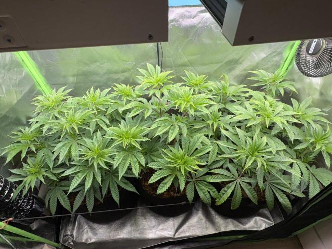 Grow Motion sucht den Super Pheno. Week 8