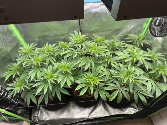 Grow Motion sucht den Super Pheno. Week 8