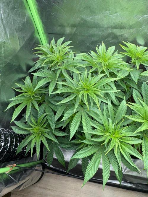 Grow Motion sucht den Super Pheno. Week 8