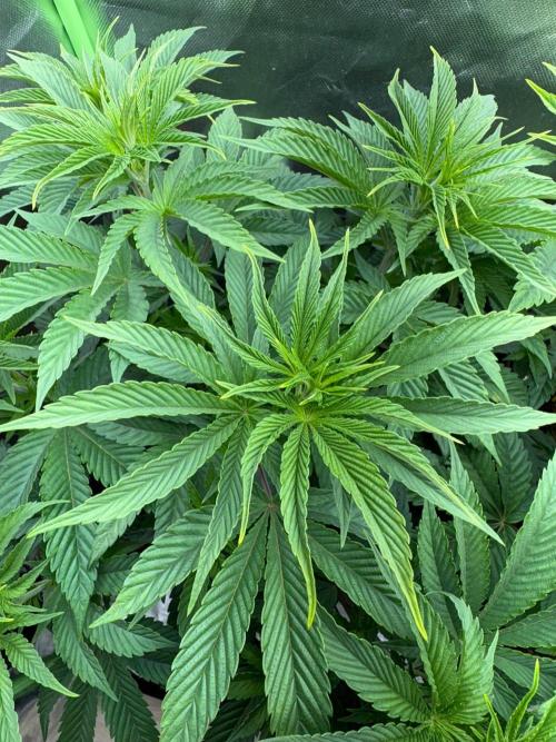 Grow Motion sucht den Super Pheno. Week 8